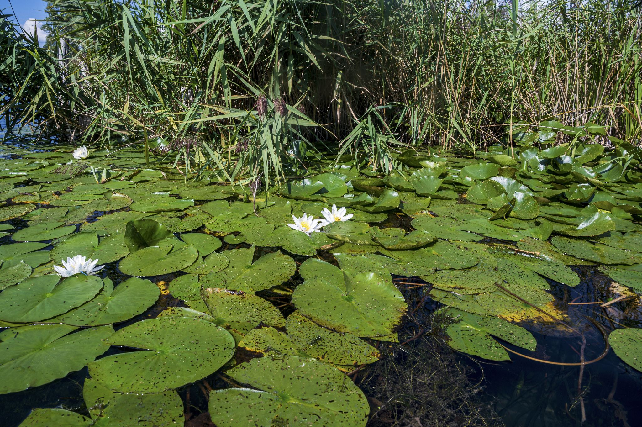 Kajaktour Leutstettner Moos 21.08.2022